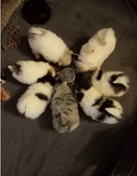 Pomerania toy ALLEVATI CON AMORE per adozione