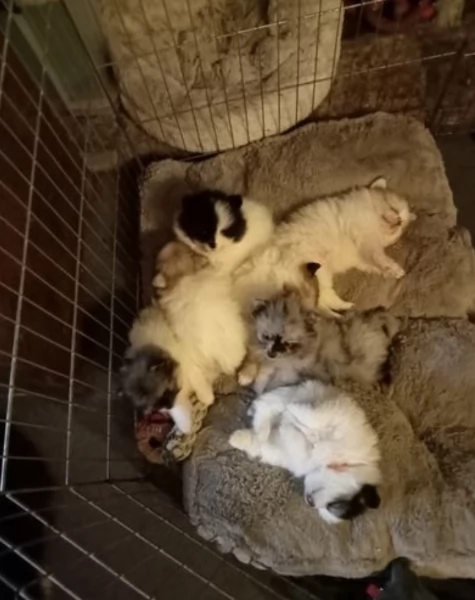 Pomerania toy ALLEVATI CON AMORE per adozione | Foto 1