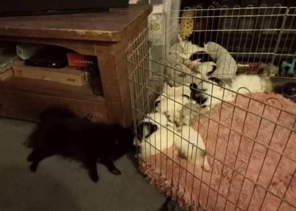 Pomerania toy ALLEVATI CON AMORE per adozione | Foto 0