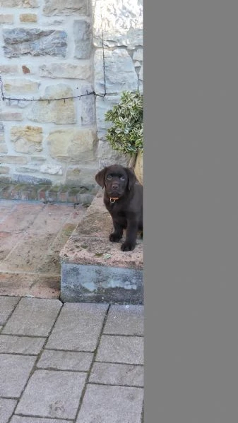 Cuccioli di labrador 