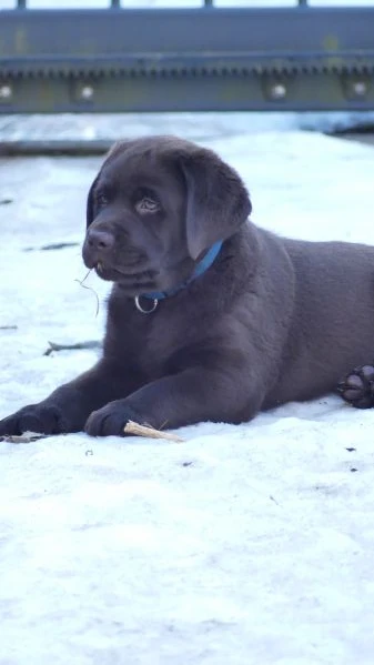 Cuccioli di labrador  | Foto 1