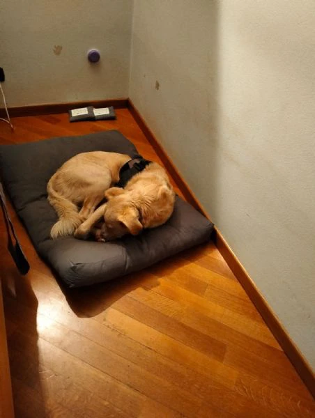 regalo cane | Foto 2