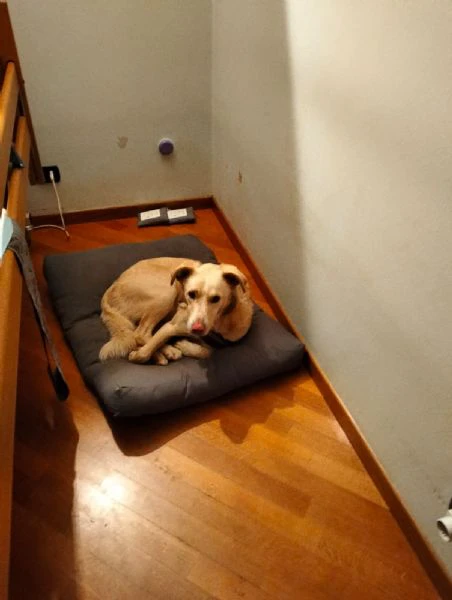 regalo cane | Foto 1