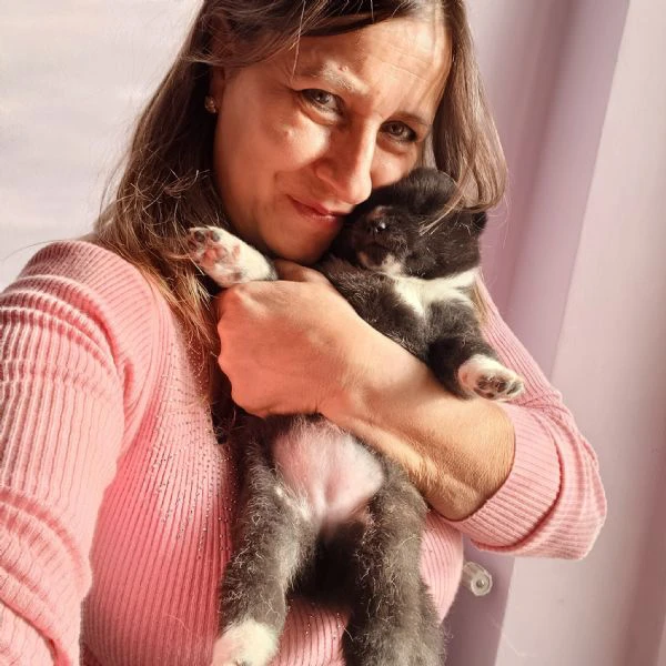 Cucciole di Akita Inu