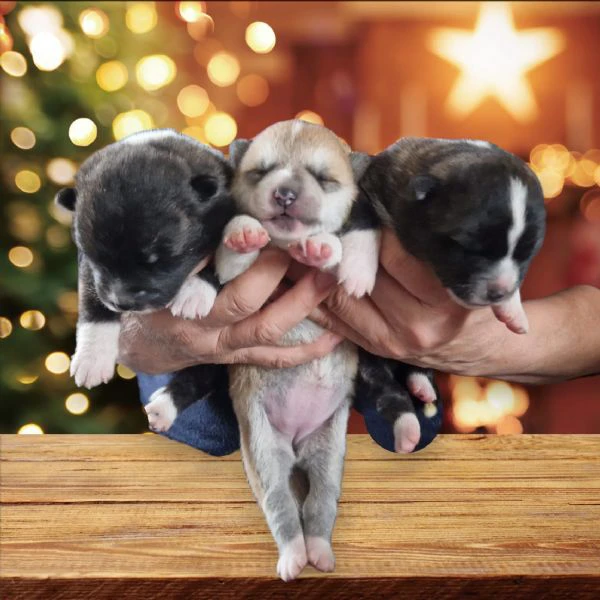 Cucciole di Akita Inu | Foto 1