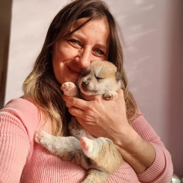 Cucciole di Akita Inu | Foto 0