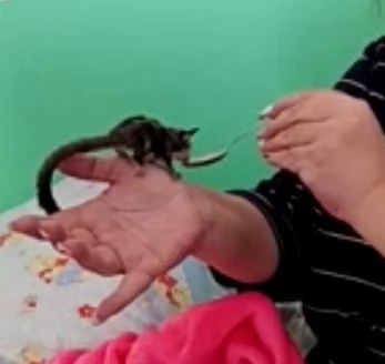 VENDITA PETAURO DELLO ZUCCHERO