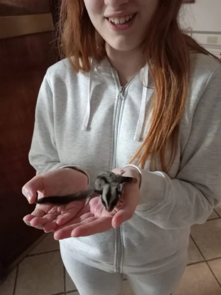 VENDITA PETAURO DELLO ZUCCHERO | Foto 2