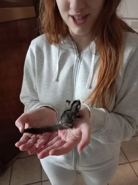 VENDITA PETAURO DELLO ZUCCHERO | Foto 1