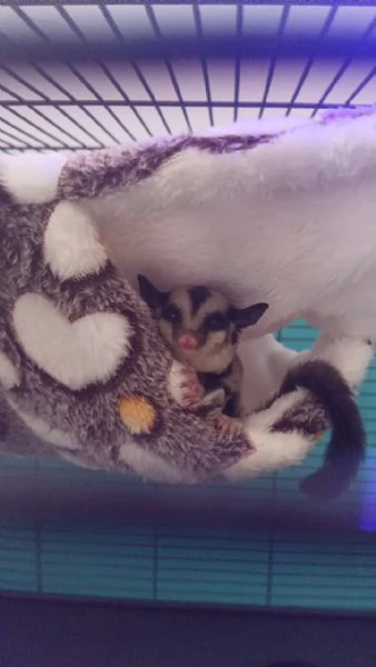 VENDITA PETAURO DELLO ZUCCHERO | Foto 0