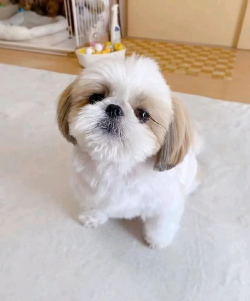 Shih tzu 