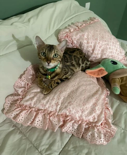 Gatta Bengala | Foto 3