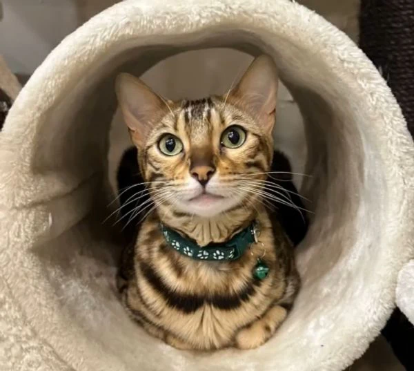 Gatta Bengala | Foto 2