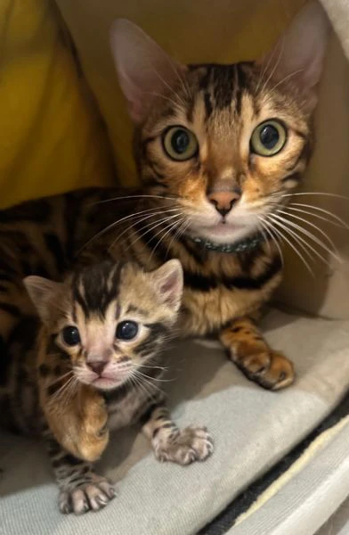 Gatta Bengala | Foto 1