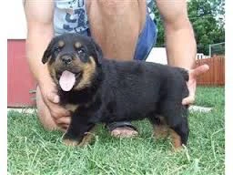  REGALO ROTTWEILER  | Foto 1