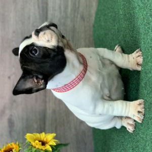  REGALO BOULEDOGUE FRANCESE | Foto 1