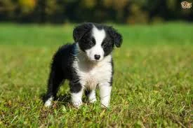 REGALO BORDER COLLIE  | Foto 1