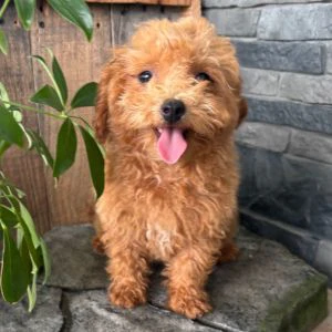 REGALO CUCCIOLO BARBONCINO TOY | Foto 1