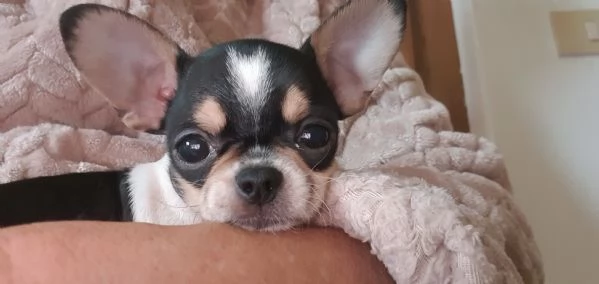 Chihuahua 