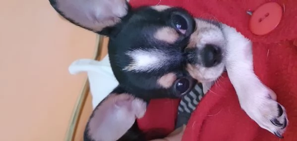 Maschietto chihuahua 