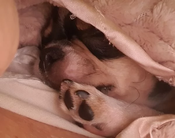 Maschietto chihuahua  | Foto 0