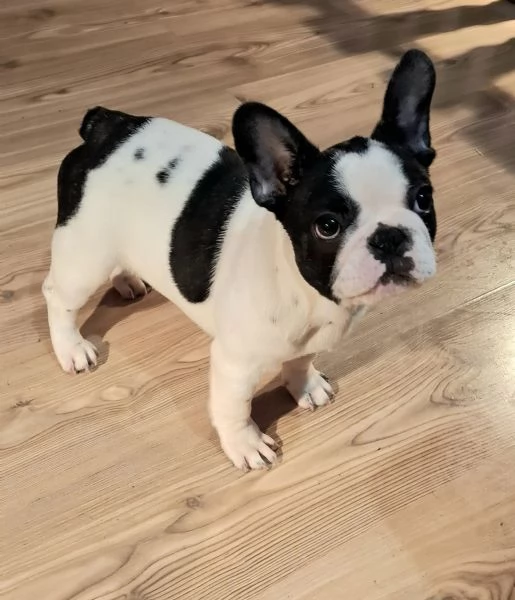 Cuccioli di Bulldog Francese in vendita | Foto 6