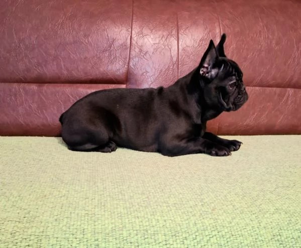 Cuccioli di Bulldog Francese in vendita | Foto 1