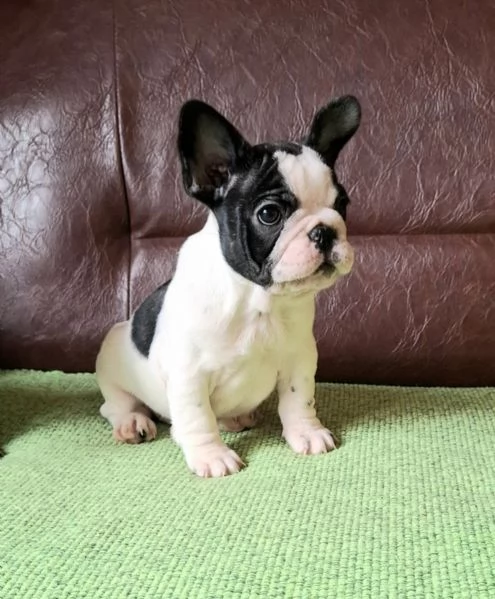 Cuccioli di Bulldog Francese in vendita | Foto 0