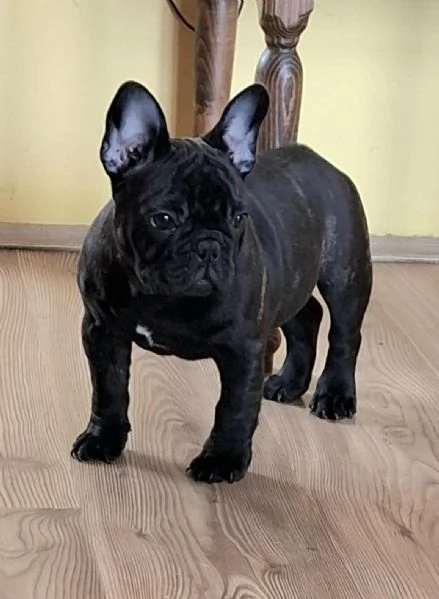 Cuccioli di Bulldog Francese in vendita