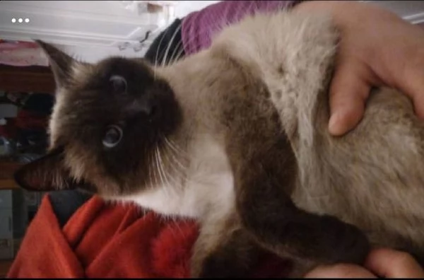 Simil siamese femmina adulta 