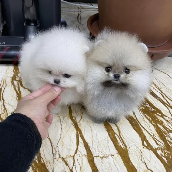 Cuccioli carini di Pomerania maschi e femmine in vendita