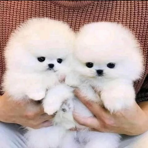 Cuccioli carini di Pomerania maschi e femmine in vendita | Foto 0