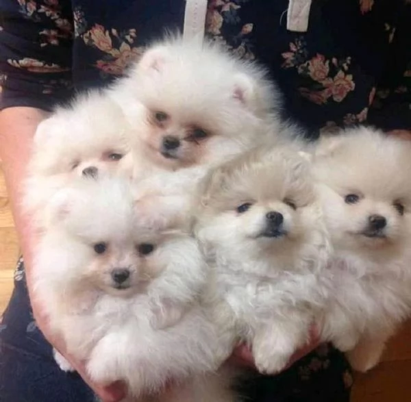 Cuccioli sani di Pomerania disponibili