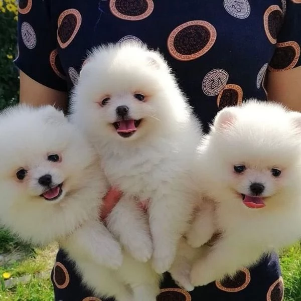 Cuccioli sani di Pomerania disponibili | Foto 0