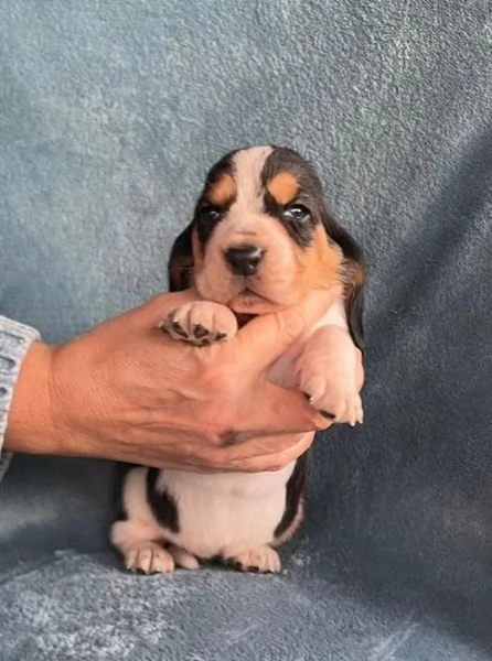 Cuccioli Bassethound | Foto 4