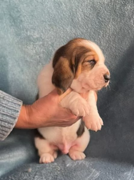 Cuccioli Bassethound | Foto 2
