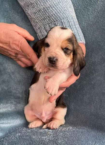 Cuccioli Bassethound | Foto 0