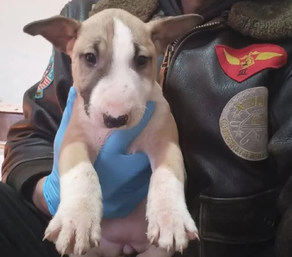 Cuccioli di Bull Terrier Standard | Foto 6