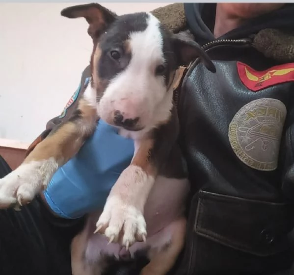 Cuccioli di Bull Terrier Standard | Foto 4
