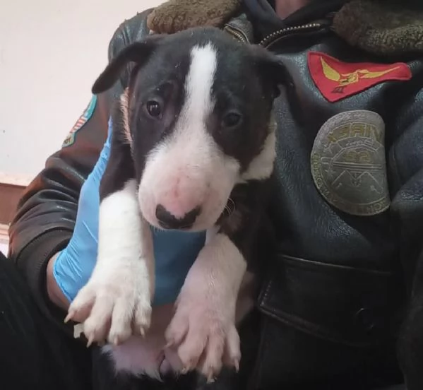 Cuccioli di Bull Terrier Standard | Foto 3