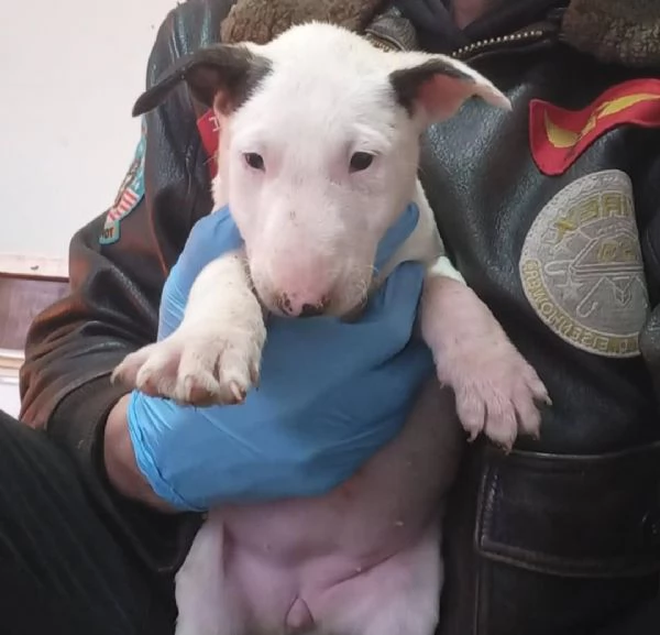 Cuccioli di Bull Terrier Standard | Foto 2