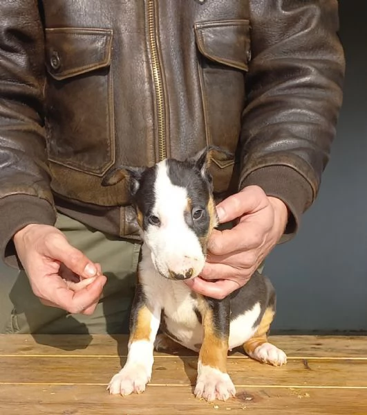 Cuccioli di Bull Terrier Standard