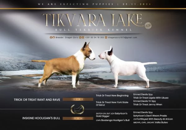 Cuccioli di Bull Terrier Standard | Foto 1