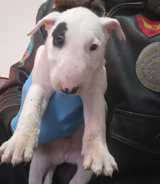 Cuccioli di Bull Terrier Standard | Foto 0