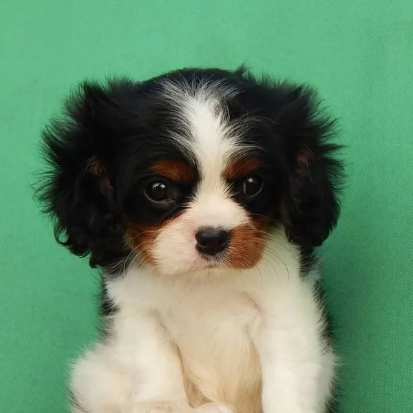 Dolcezza pura in cerca di casa! | Foto 0