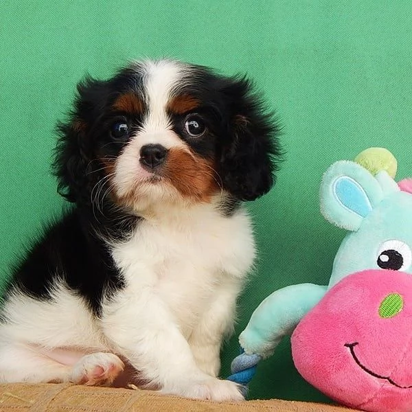 Dolcezza pura in cerca di casa!