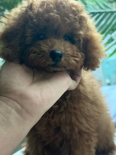 Barboncini toy e nani | Foto 6