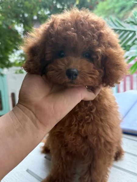 Barboncini toy e nani | Foto 5