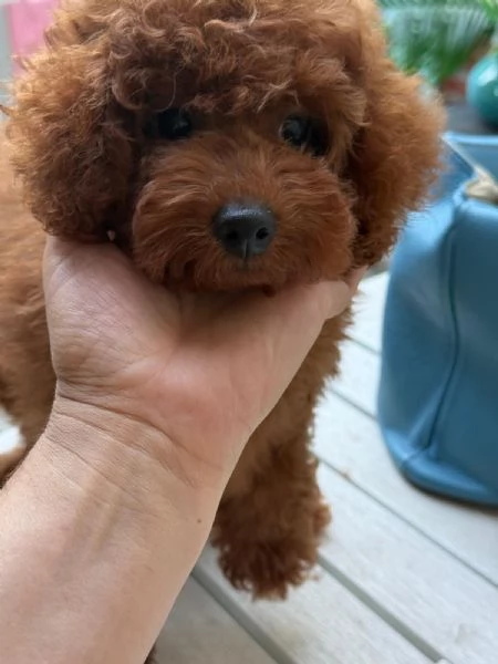 Barboncini toy e nani | Foto 4