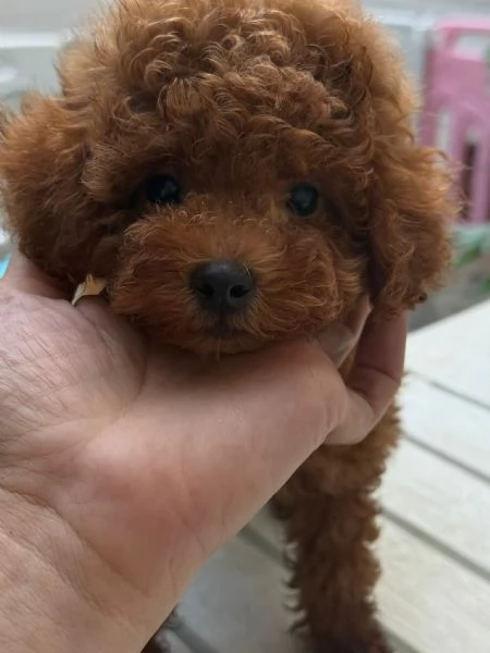 Barboncini toy e nani | Foto 3